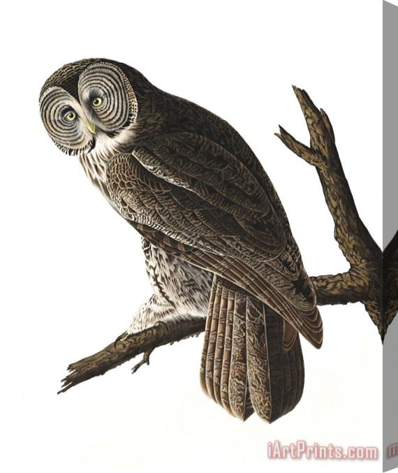 John James Audubon Great Cinereous Owl Stretched Canvas Print / Canvas Art