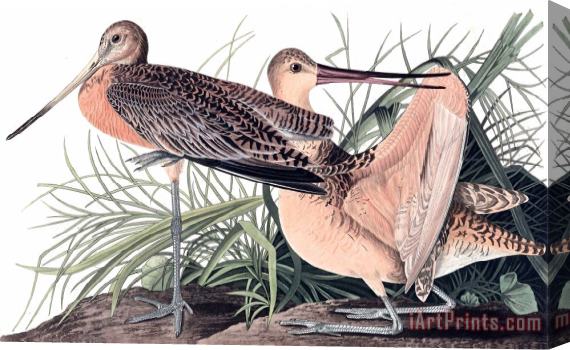 John James Audubon Great Marbled Godwit Stretched Canvas Print / Canvas Art