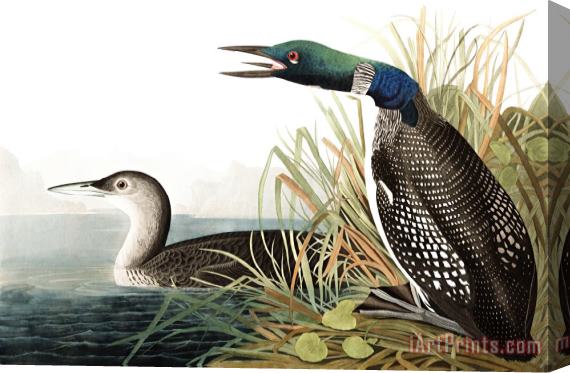John James Audubon Great Northern Diver, Or Loon Stretched Canvas Print / Canvas Art