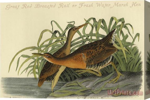 John James Audubon Great Red Breasted Rail Or Frash Water Marsh Hen Stretched Canvas Painting / Canvas Art