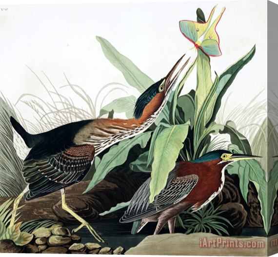 John James Audubon Green Heron Stretched Canvas Print / Canvas Art