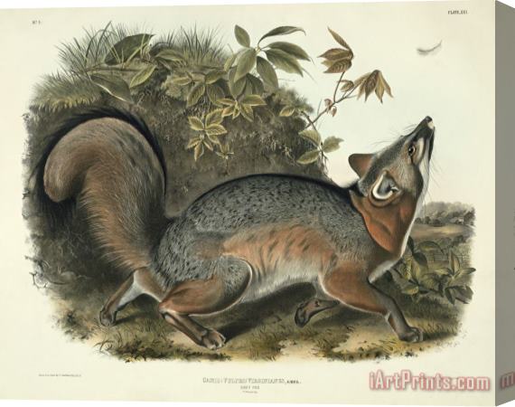 John James Audubon Grey Fox Stretched Canvas Painting / Canvas Art
