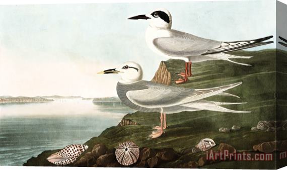 John James Audubon Havell's Tern, Or Trudeau's Tern Stretched Canvas Print / Canvas Art