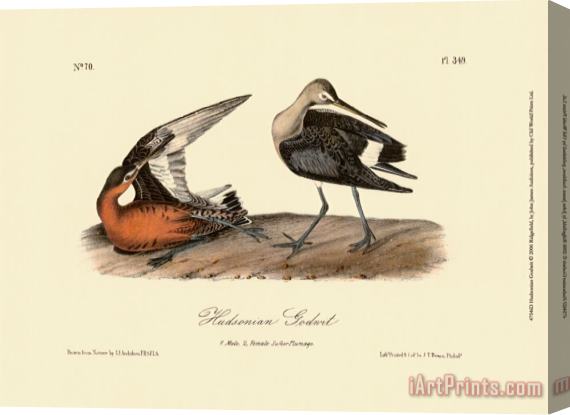 John James Audubon Hudsonian Godwit Stretched Canvas Print / Canvas Art
