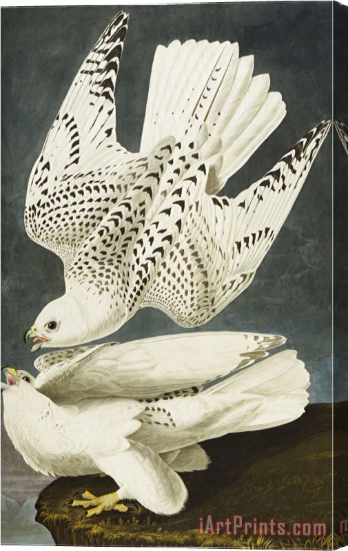 John James Audubon Iceland Or Jer Falcon Gyrfalcon Falco Rustiocolis From The Birds of America Stretched Canvas Painting / Canvas Art
