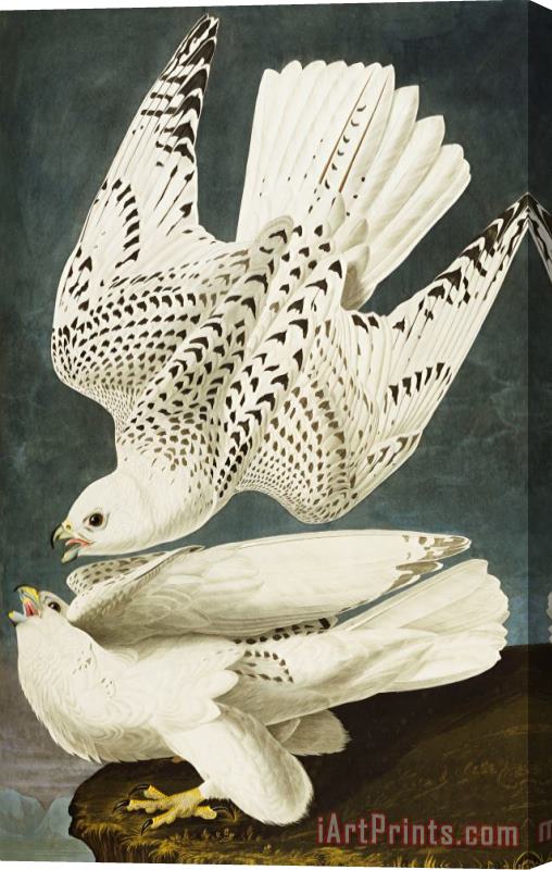 John James Audubon Iceland Or Jer Falcon Stretched Canvas Print / Canvas Art