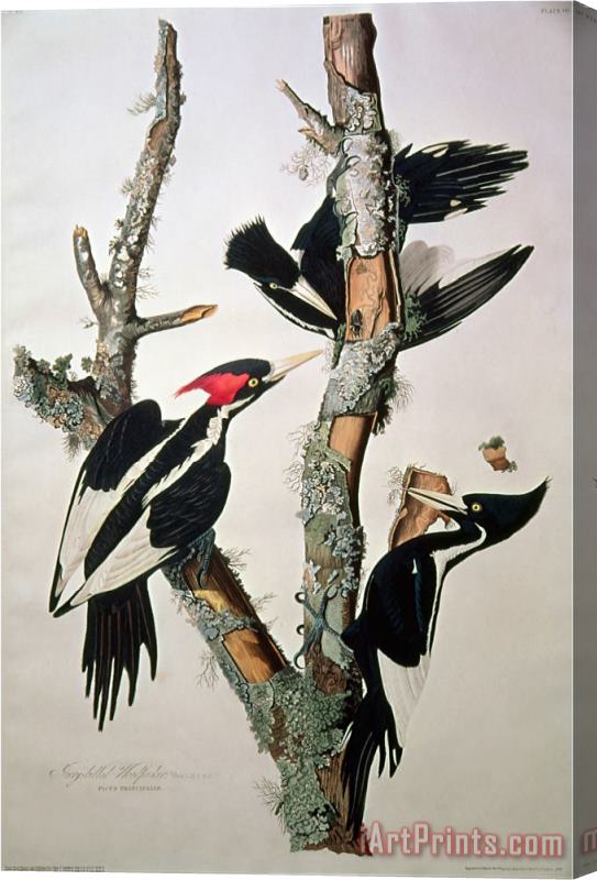 John James Audubon Ivory Billed Woodpecker From Birds of America 1829 Stretched Canvas Painting / Canvas Art