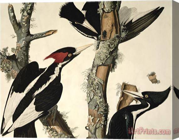 John James Audubon Ivory Billed Woodpecker From Birds of America Engraved by Robert Havell Stretched Canvas Print / Canvas Art