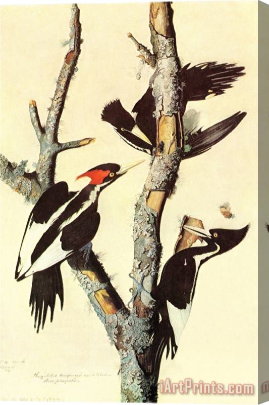 John James Audubon Ivory Billed Woodpecker Stretched Canvas Painting / Canvas Art