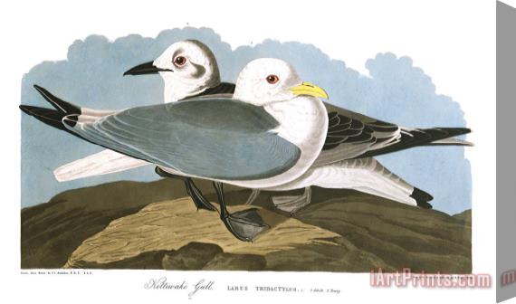 John James Audubon Kittiwake Gull Stretched Canvas Painting / Canvas Art