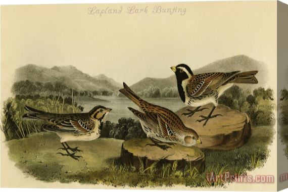 John James Audubon Lapland Lark Bunting Stretched Canvas Print / Canvas Art