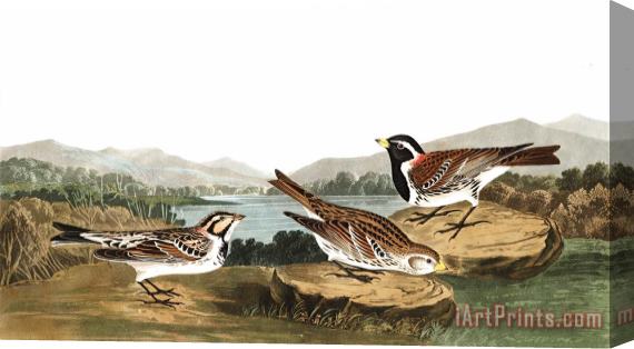 John James Audubon Lapland Long Spur Stretched Canvas Print / Canvas Art