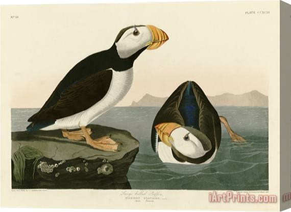 John James Audubon Large Billed Puffin Stretched Canvas Print / Canvas Art