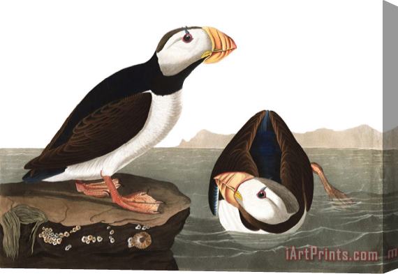 John James Audubon Large Billed Puffin Stretched Canvas Painting / Canvas Art
