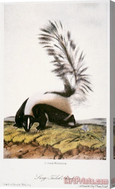 John James Audubon Large Tailed Skunk Stretched Canvas Print / Canvas Art