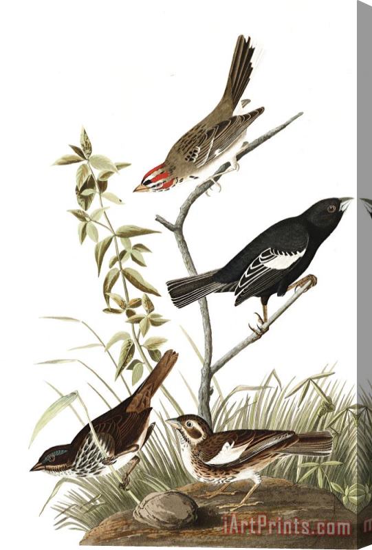 John James Audubon Lark Finch, Prairie Finch, Brown Song Sparrow Stretched Canvas Painting / Canvas Art