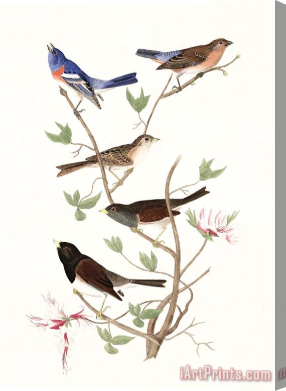 John James Audubon Lazuli Finch, Clay Coloured Finch, Oregon Snow Finch Stretched Canvas Print / Canvas Art