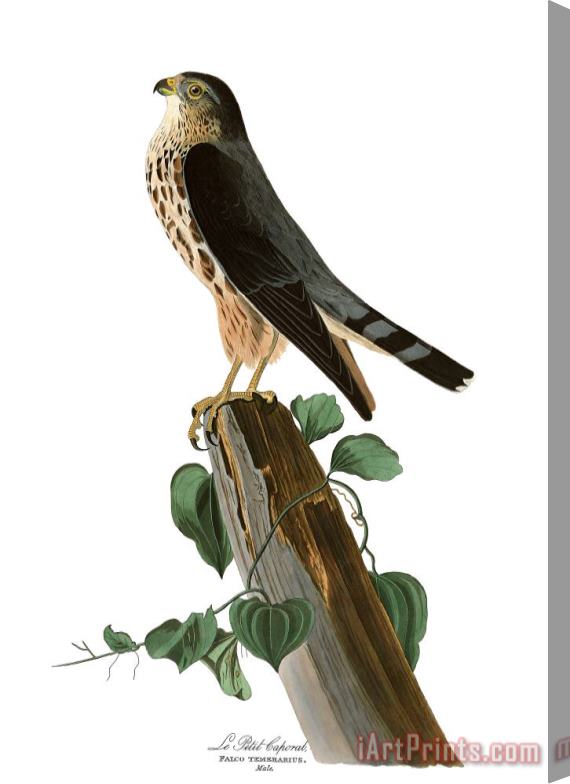 John James Audubon Le Petit Caporal Stretched Canvas Print / Canvas Art