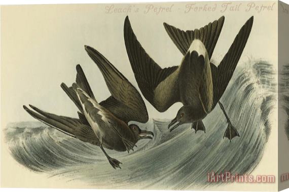 John James Audubon Leach's Petrel Forked Tail Petrel Stretched Canvas Painting / Canvas Art