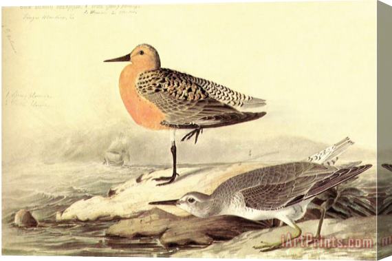 John James Audubon Leach's Petril Stretched Canvas Print / Canvas Art