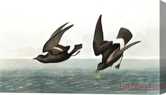 John James Audubon Least Stormy Petrel Stretched Canvas Painting / Canvas Art
