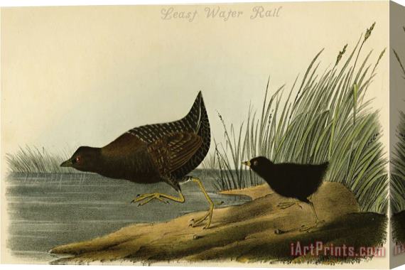 John James Audubon Least Water Rail Stretched Canvas Print / Canvas Art