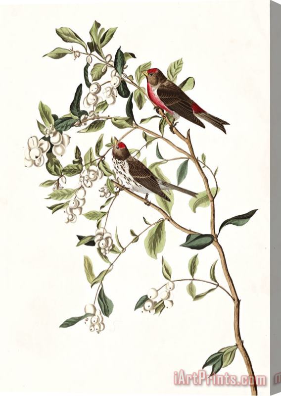 John James Audubon Lesser Red Poll Stretched Canvas Print / Canvas Art