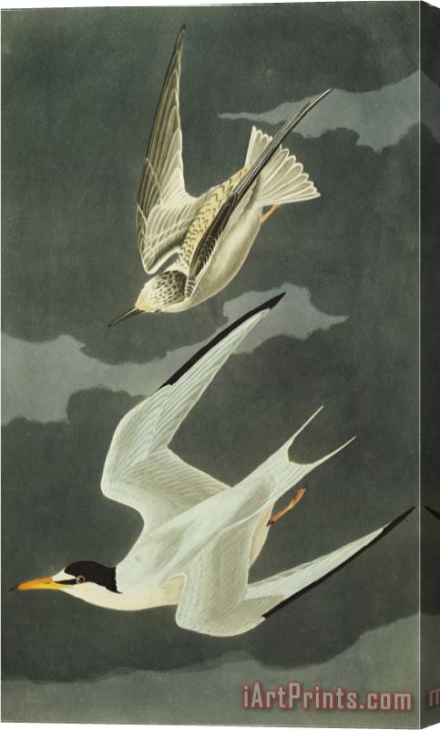John James Audubon Lesser Tern Little Tern Sterna Albifrons From The Birds of America Stretched Canvas Print / Canvas Art