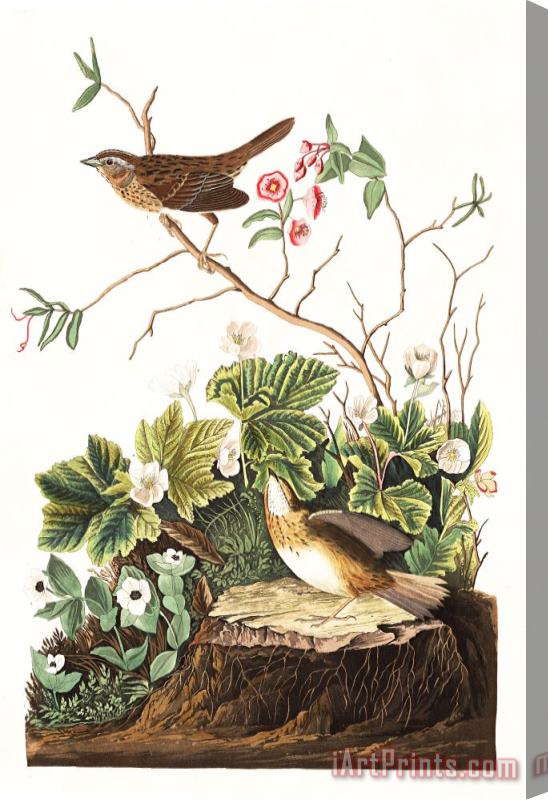 John James Audubon Lincoln Finch Stretched Canvas Print / Canvas Art