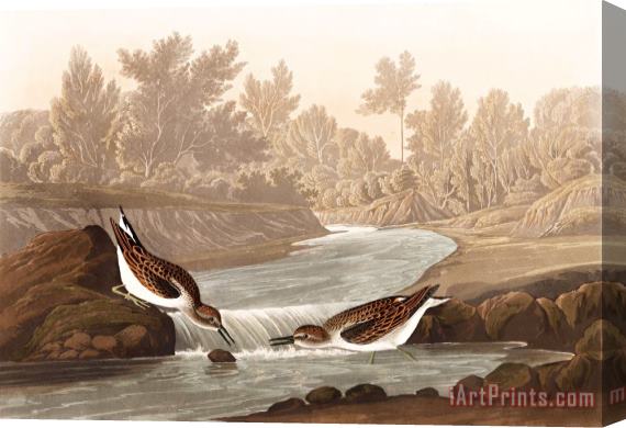 John James Audubon Little Sandpiper Stretched Canvas Painting / Canvas Art