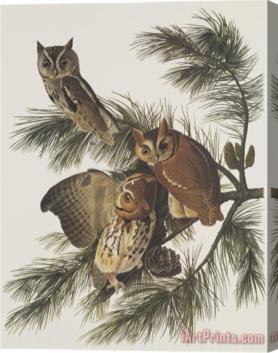 John James Audubon Little Screech Owl Or Mottled Owl Stretched Canvas Print / Canvas Art
