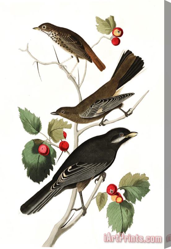 John James Audubon Little Tawny Thrush, Ptiliogony's Townsendi, Canada Jay Stretched Canvas Painting / Canvas Art
