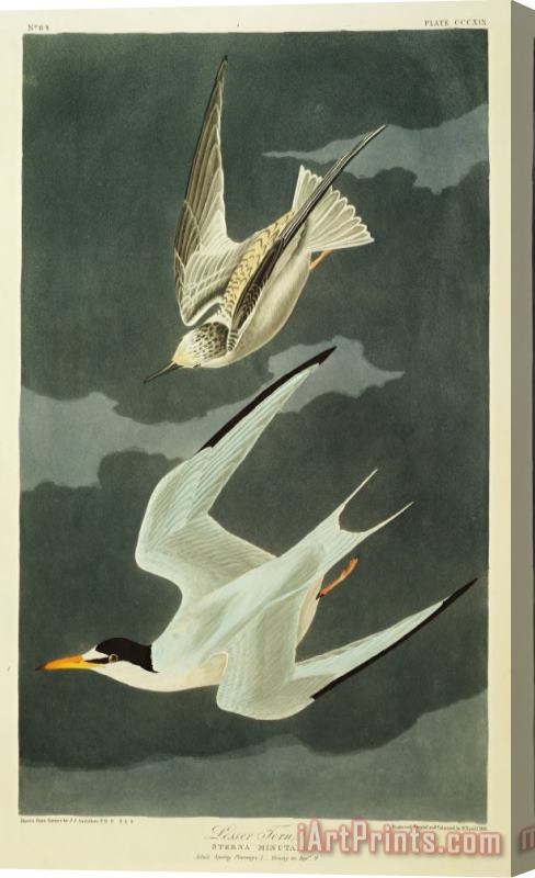 John James Audubon Little Tern Stretched Canvas Print / Canvas Art