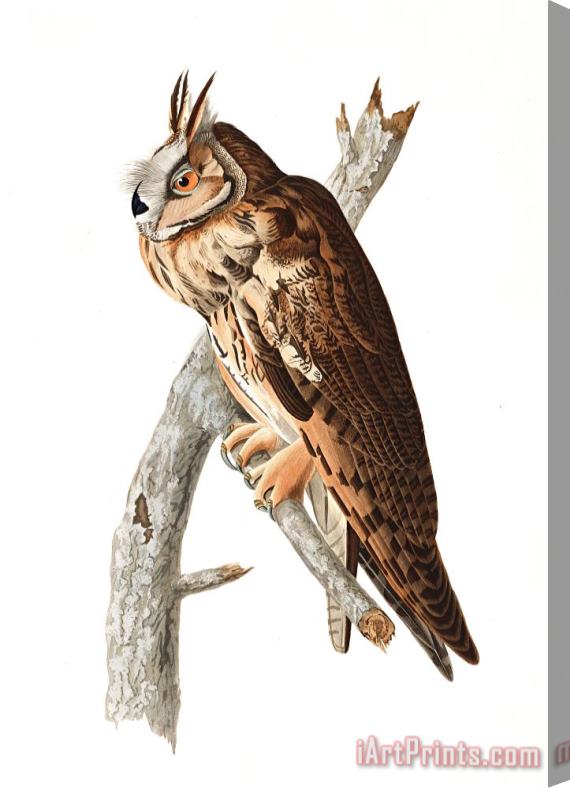 John James Audubon Long Eared Owl Stretched Canvas Print / Canvas Art