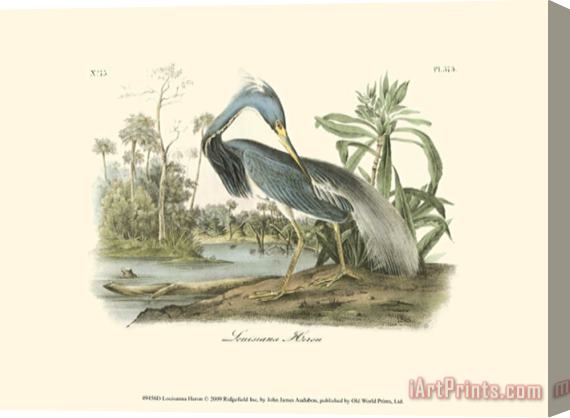 John James Audubon Louisiana Heron Stretched Canvas Print / Canvas Art