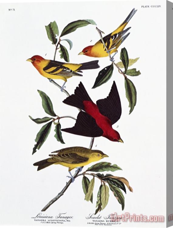John James Audubon Louisiana Tanager And Scarlet Tanager Stretched Canvas Print / Canvas Art