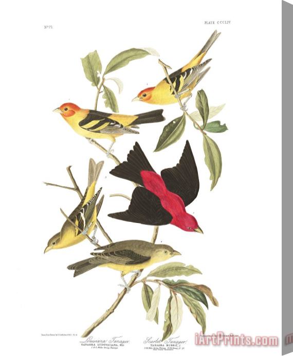 John James Audubon Louisiana Tanager, Or Scarlet Tanager Stretched Canvas Print / Canvas Art