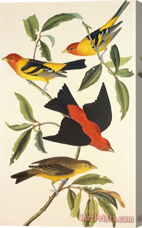 John James Audubon Louisiana Tanager Scarlet Tanager Stretched Canvas Print / Canvas Art