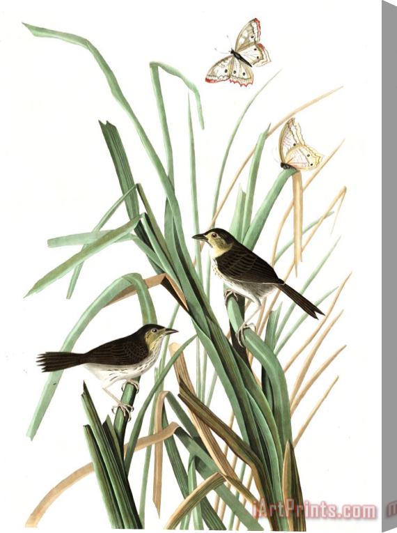 John James Audubon Macgillivray's Finch Stretched Canvas Print / Canvas Art