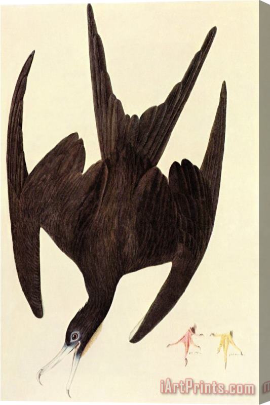 John James Audubon Magnificent Frigate Bird Stretched Canvas Print / Canvas Art