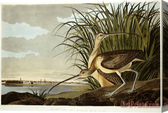 John James Audubon Male And Female Long Billed Curlew Numenius Americanus with The City of Charleston Behind Stretched Canvas Painting / Canvas Art