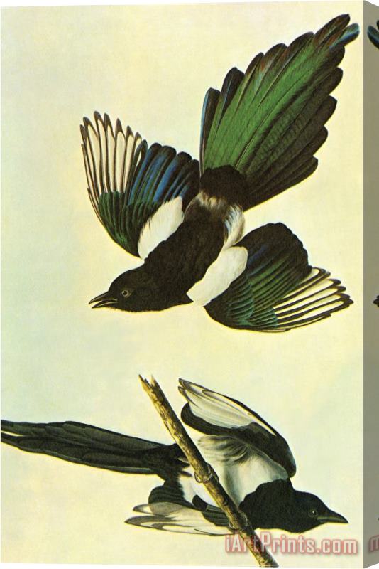 John James Audubon Mallard Stretched Canvas Painting / Canvas Art