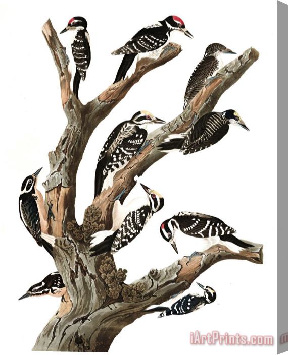 John James Audubon Maria's Woodpecker, Three Toed Woodpecker, Phillips' Woodpecker, Canadian Woodpecker, Harris's Woodpecker, Audubon's Woodpecker Stretched Canvas Print / Canvas Art