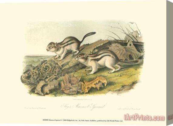 John James Audubon Marmot Squirrel Stretched Canvas Print / Canvas Art