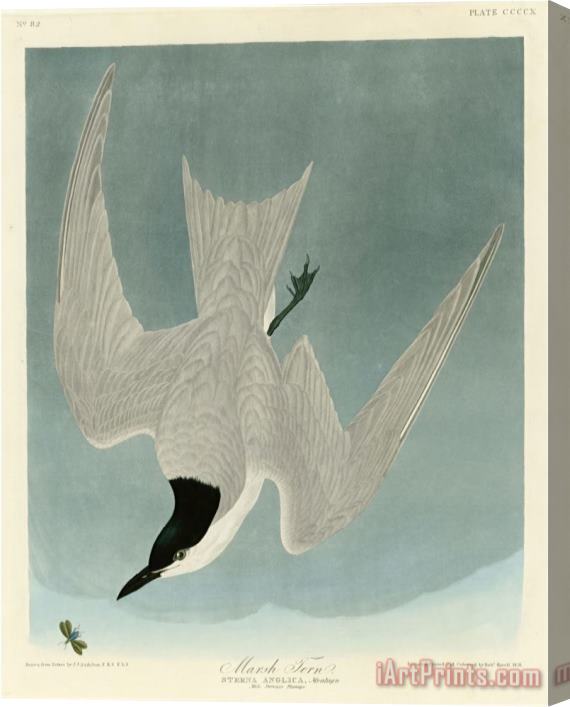 John James Audubon Marsh Tern Stretched Canvas Print / Canvas Art