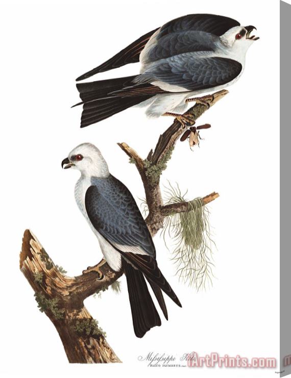 John James Audubon Mississippi Kite Stretched Canvas Print / Canvas Art