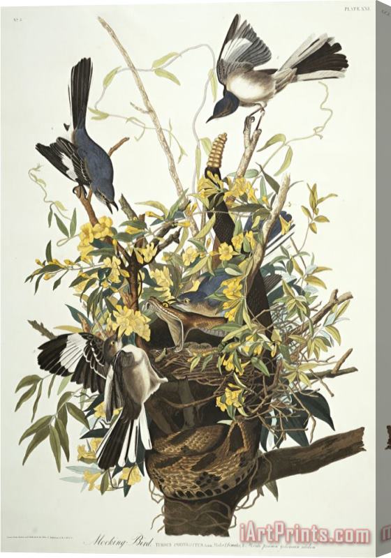 John James Audubon Mocking Bird Northern Mockingbird Mimus Polyglottos Plate Xxi From The Birds of America Stretched Canvas Painting / Canvas Art