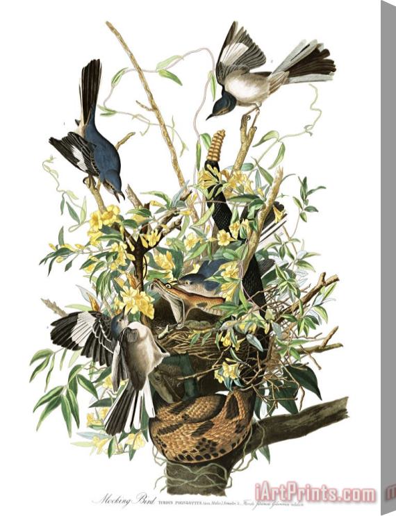 John James Audubon Mocking Bird Stretched Canvas Print / Canvas Art