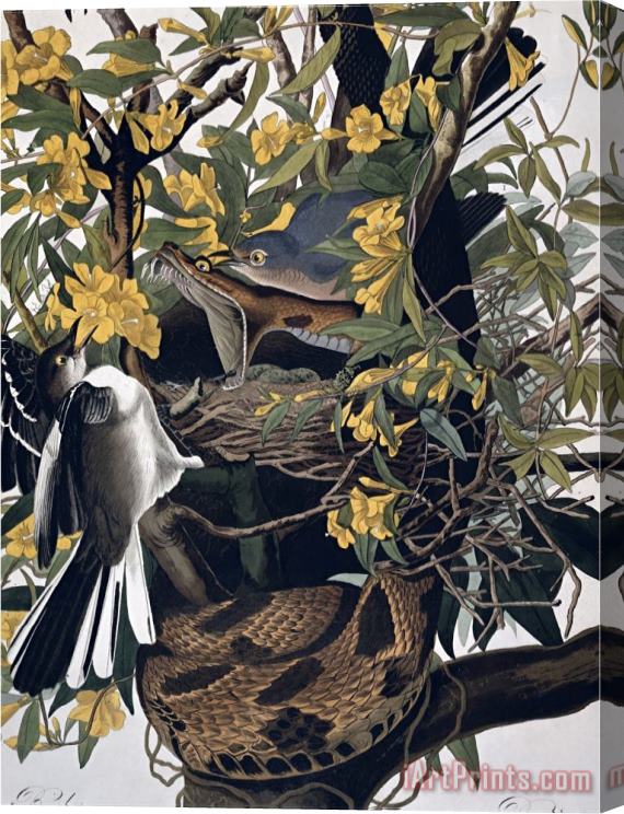 John James Audubon Mocking Birds And Rattlesnake From Birds of America Engraved by Robert Havell Stretched Canvas Print / Canvas Art