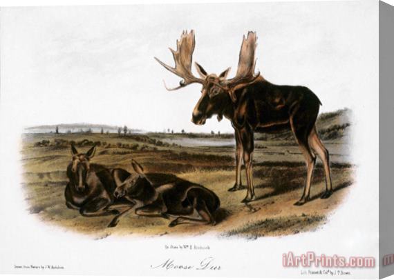 John James Audubon Moose Deer Cervus Alces Stretched Canvas Print / Canvas Art